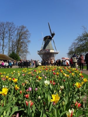 Visit the Keukenhof flowers of Holland on an Avalon Waterways Tulip Time river cruise