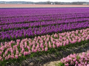 Visit the flower fields of the Netherlands on a river cruise