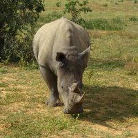 White Rhino charging at Zulu Camp Shambala South Africa