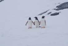 Travel to Antarctica with Ponant