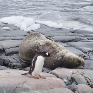 See wildlife Hurtigruten Antarctica 2019