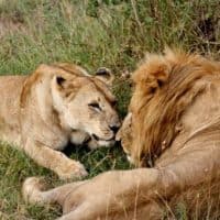 The Lion King and Queen: honeymooners in Africa