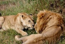 The Lion King and Queen: honeymooners in Africa