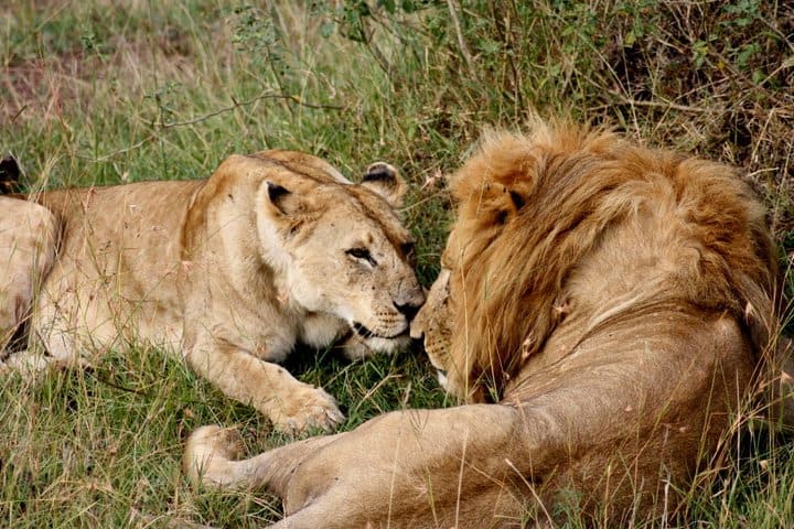 The Lion King - or honeymooners in Africa? Call Q Safari experts