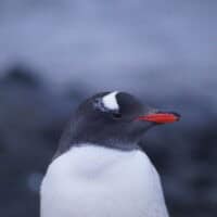 Gentoo penguin in Antarctica