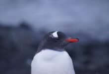 Gentoo penguin in Antarctica