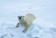 A polar bear encounter on Ponant Le Commandant Charcot expedition to the North Pole